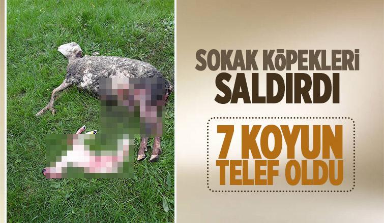 Sokak köpekleri 7 koyunu telef etti