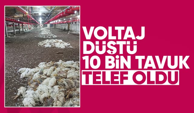 Voltaj düşüklüğü fanları durdurdu; 10 bin tavuk telef oldu