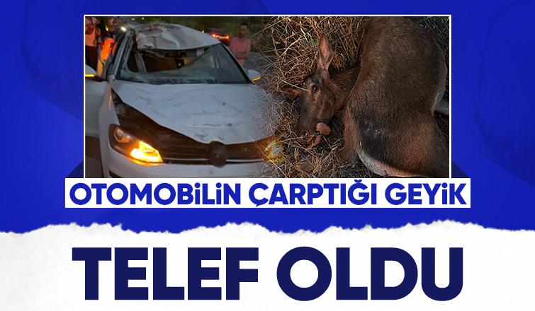 Otomobil geyiğe çarptı