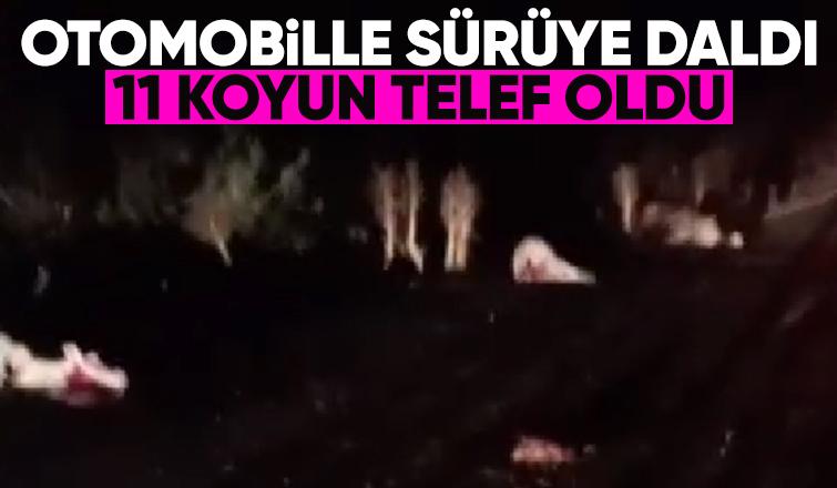 Otomobilin daldığı sürüdeki 11 koyun telef oldu