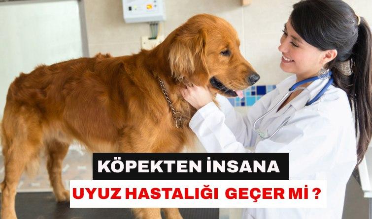 Köpekten insana uyuz hastalığı geçer mi?