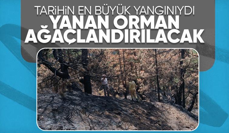 Yanan ormanda çalışmalar başlandı