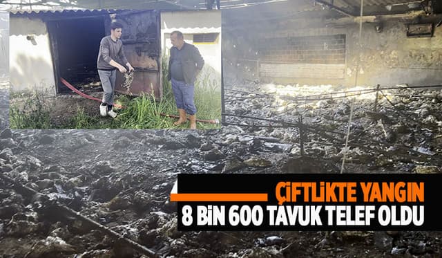 8 bin 600 tavuk telef oldu