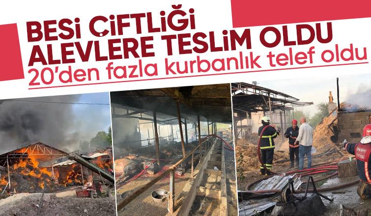 Besi çiftliğindeki yangında kurbanlıklar telef olmaması için kesildi