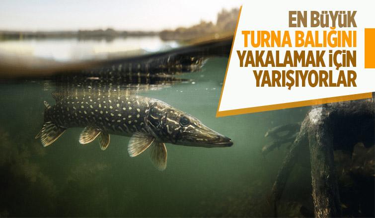 Turna Balığı yakalama yarışması başladı