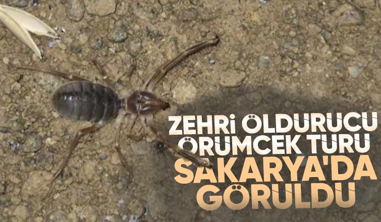 Öldürücü zehre sahip örümcek Sakarya'da görüldü