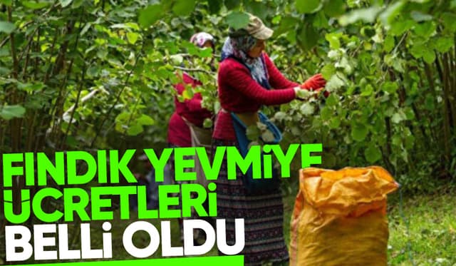 2024 fındık yevmiye ücretleri açıklandı