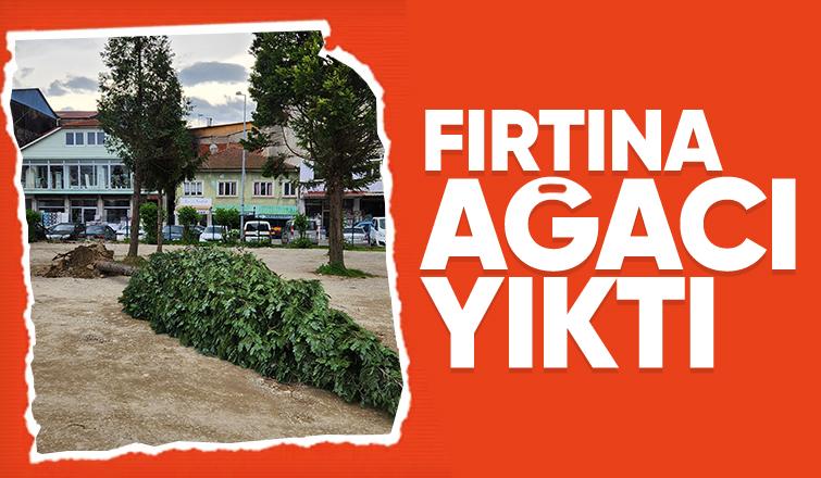 Fırtına parktaki ağacı yıktı