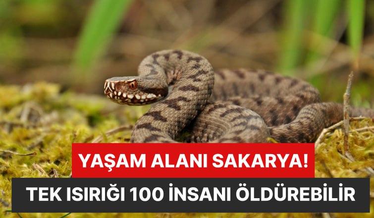 Tek Isırığı 100 İnsanı Öldürebilir Yaşam Alanlarından Biri Sakarya!