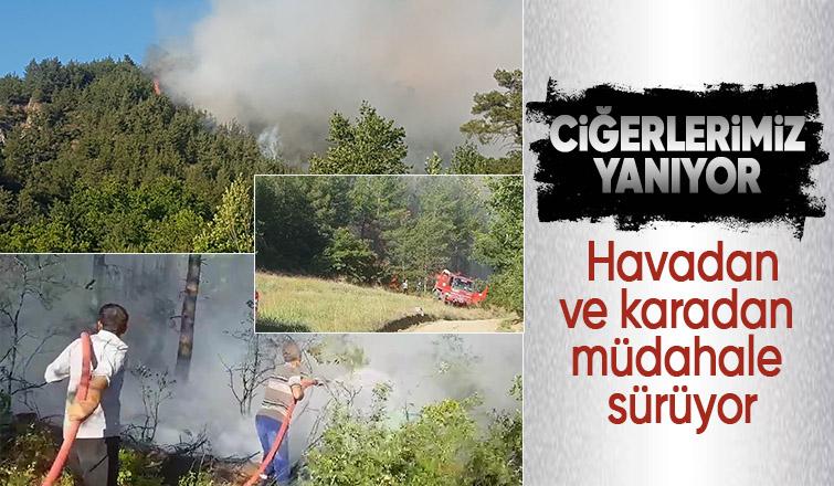 Taraklı'da orman yangınına müdahale sürüyor