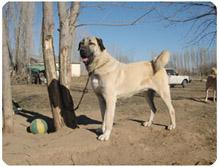 Tescil Edilmiş Bir Irk: Kangal Köpeği