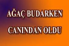 Ağacı budamak isterken canından oldu