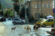 Taraklı'da başıboş gezen köpekler...