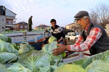 Lahana fiyatları çiftçinin yüzünü güldürdü 