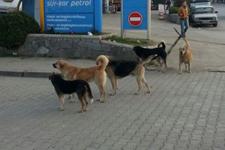 Hendekte başıboş gezen köpekler tedirgin ediyor 