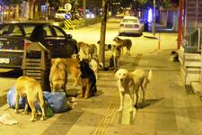 Sürü halinde gezen köpekler korku saçıyor 