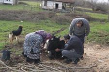 Mısır küspesini yiyen büyükbaş hayvan telef oldu