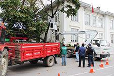 Şehir merkezindeki ağaçlara bakım yapılıyor