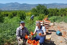 Geyve'nin gözü, yerel tatlara yöneldi