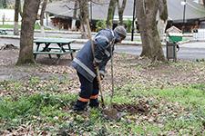 Akyazı Orman Park, meyve ağaçları ile donatıldı 