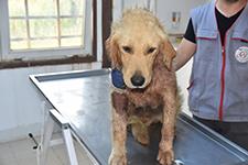 Yaralı köpek, İstanbul'dan gelen hayvansevere teslim edildi