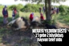 Meraya yıldırım düştü, hayvanlar telef oldu