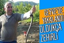 Geyve'de yakalandı; Oldukça zehirli