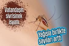 Vatandaşın sivrisinek isyanı