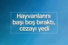 Hayvanlarını başı boş bıraktı, cezayı yedi