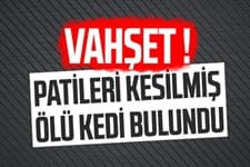 Vahşet; Patileri kesilmiş ölü kedi bulundu