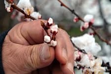 Sakarya için zirai don uyarısı