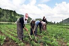 Tarım ve hayvancılık çalışanları sokağa çıkma yasağından muaf tutulacak