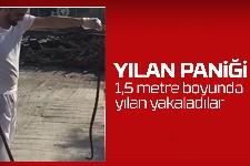 Fırın bahçesinde 1,5 metre boyunda yılan yakaladılar