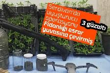 Serdivan'da fidanlığa uyuşturucu baskını