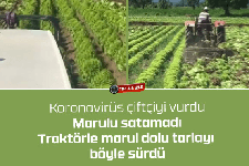 Traktörle marul dolu tarlayı böyle sürdü