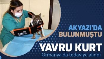 Yavru kurt tedaviye alındı