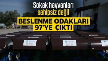 Sokak hayvanları için besleme odakları