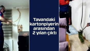 Tavandaki kartonpiyerden 2 yılan çıktı