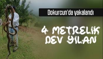 4 metre boyunda dev yılanı böyle yakaladı