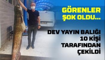 Dev yayın balığı yakaladılar