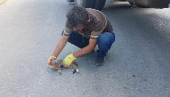 Vicdansızlık yavru kediye çarpıp kaçtı