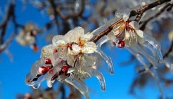 Meteorolojiden zirai don uyarısı