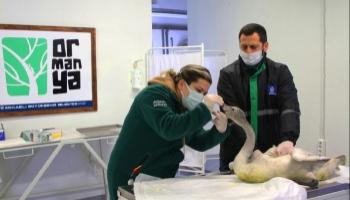 Ölmek üzereyken bulunmuştu, tedavi altına alındı