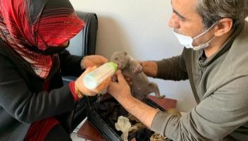 Yavru ayıyı donmak üzereyken buldular. Veterinere götürdüler...