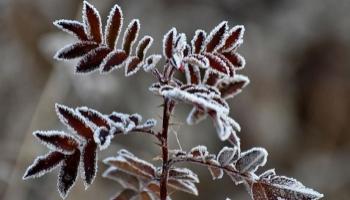 Meteorolojiden zirai don uyarısı