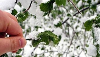 Soğuk hava geliyor. Zirai don uyarısı