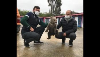 Karasu'daki evin bodrumunda yavru ayı bulundu