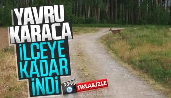 Yavru Karaca ilçeye kadar indi