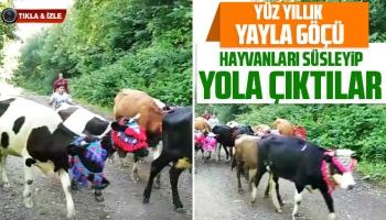 Kurban bayramına günler kala yayla göçü; Hayvanları süsleyip yola çıktılar