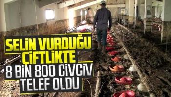 Sel suları 8 bin 800 civcivi boğdu